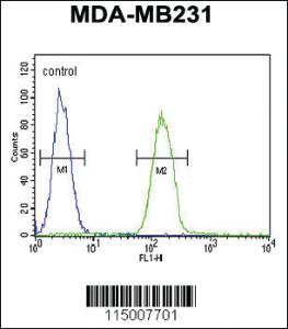 Anti-PHLPP2 Rabbit Polyclonal Antibody