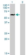 Anti-EIF4G3 Mouse Monoclonal Antibody [clone: 1H5]