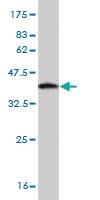 Anti-RPS6KA2 Mouse Monoclonal Antibody [clone: 1F6]