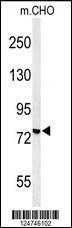 Anti-YME1L1 Rabbit Polyclonal Antibody (PE (Phycoerythrin))