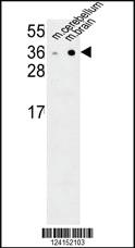 Anti-NXPH1 Rabbit Polyclonal Antibody