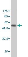 Anti-RAB17 Mouse Monoclonal Antibody [clone: 2B7]