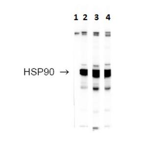 Western blot analysis of Rainbow trout Nuclear Fraction showing detection of HSP90 protein using Anti-HSP90 Antibody (A304704) at 1:500