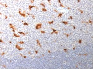 Immunohistochemical analysis of formalin-fixed, paraffin-embedded human tonsil using Anti-CD68 Antibody [LAMP4/1830]