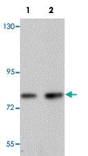 Anti-ANAPC5 Rabbit Polyclonal Antibody