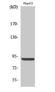 Anti-Calnexin Rabbit Polyclonal Antibody