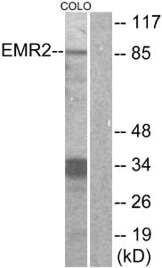 Anti-EMR2 Rabbit Polyclonal Antibody