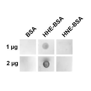 Dot blot analysis using Anti-4-Hydroxy-2-hexenal Antibody [12F4] (A304705) at 1:1000 for 2 hours at room temperature. The secondary Antibody used was Goat Anti-Mouse IgG:HRP at 1:3000 for 1 hour at room temperature. The quantities of protein spotted on each panel are as shown