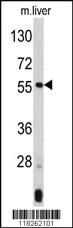 Anti-ANGPTL3 Rabbit Polyclonal Antibody