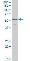 Anti-TGFBR2 Mouse Polyclonal Antibody