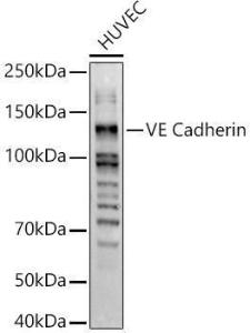 Western blot analysis of extracts of HUVEC cells, using Anti-VE Cadherin Antibody (A11187) at 1:500 dilution