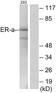 Western blot analysis of lysates from 293 cells using Anti-Estrogen Receptor-alpha Antibody. The right hand lane represents a negative control, where the antibody is blocked by the immunising peptide