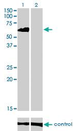 Anti-EIF4G3 Mouse Monoclonal Antibody [clone: 1H5]