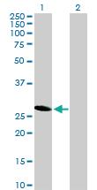 Anti-HES6 Mouse Polyclonal Antibody