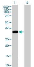 Anti-KLK8 Mouse Polyclonal Antibody