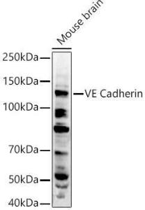 Western blot analysis of extracts of Mouse brain, using Anti-VE Cadherin Antibody (A11187) at 1:500 dilution