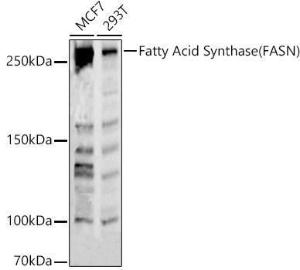 Western blot analysis of various lysates, using Anti-Fatty Acid Synthase Antibody (A308729) at 1:1000 dilution