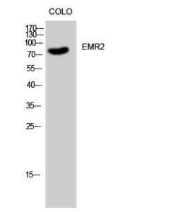 Anti-EMR2 Rabbit Polyclonal Antibody