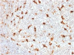 Immunohistochemical analysis of formalin-fixed, paraffin-embedded human tonsil using Anti-CD68 Antibody [LAMP4/1830]