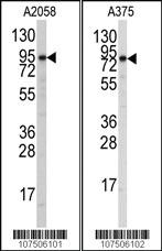 Anti-ATG9A Rabbit Polyclonal Antibody