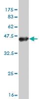 Anti-TTYH1 Mouse Monoclonal Antibody [clone: 4A9]