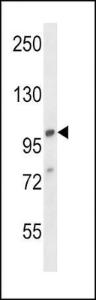 Anti-AP2A1 Rabbit Polyclonal Antibody (APC (Allophycocyanin))