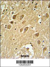 Anti-SCRN1 Rabbit Polyclonal Antibody (FITC (Fluorescein Isothiocyanate))