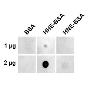 Dot blot analysis using Anti-4-Hydroxy-2-hexenal Antibody [5C11.1] (A304706) at 1:1000 for 2 hours at room temperature. The secondary Antibody used was Goat Anti-Mouse IgG:HRP at 1:3000 for 1 hour at room temperature. The quantities of protein spotted on each panel are as shown