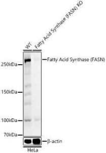 Western blot analysis of extracts from wild type(WT) and Fatty Acid Synthase (FASN) Rabbit polyclonal antibody knockout (KO) HeLa cells, using Anti-Fatty Acid Synthase Antibody (A308729) at 1:1000 dilution