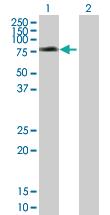 Anti-SNX1 Mouse Polyclonal Antibody