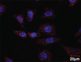 Anti-CCNB1 + CDKN1A Antibody Pair