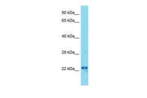 Anti-DNAJC12 Rabbit Polyclonal Antibody