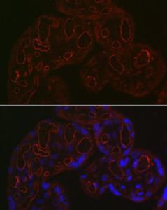 Immunofluorescence analysis of human placenta using Anti-CD34 Antibody (A11191) at a dilution of 1:200 (40x lens). DAPI was used to stain the cell nuclei (blue).