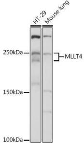 Anti-I Afadin antibody