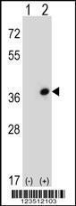 Anti-CDC42EP3 Rabbit Polyclonal Antibody