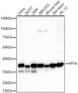 Anti-EIF2S1 antibody