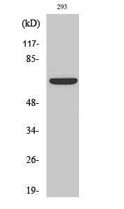 Western blot analysis of 293 cells using Anti-Estrogen Receptor-alpha Antibody