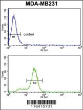 Anti-KRT14 Rabbit Polyclonal Antibody