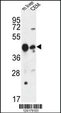 Anti-PLA1A Rabbit Polyclonal Antibody