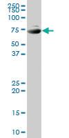 Anti-SNX1 Mouse Polyclonal Antibody