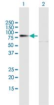 Anti-PREP Mouse Polyclonal Antibody