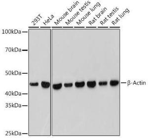 Western blot analysis of extracts of various cell lines, using Anti-beta Actin Antibody [ARC5115-01] (A309717) at 1:10,000 dilution. Lysates/proteins were present at 25 µg per lane. The blocking buffer used was 3% non-fat dry milk in TBST. Detection was with a ECL Basic Kit. Exposure time: 60s