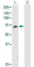 Anti-MED26 Rabbit Polyclonal Antibody