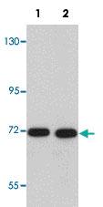 Anti-CDC16 Rabbit Polyclonal Antibody