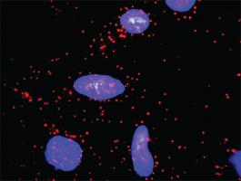 Anti-CCND2 + CDKN1A Antibody Pair