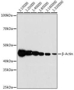 Western blot analysis of extracts of HeLa cells, using Anti-beta Actin Antibody [ARC5115-01] (A309717) at 1:10,000 dilution. Lysates/proteins were present at 25 µg per lane. The blocking buffer used was 3% non-fat dry milk in TBST. Detection was with a ECL Basic Kit. Exposure time: 180s