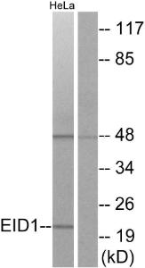 Western blot analysis of lysates from HeLa cells using Anti-EID1 Antibody. The right hand lane represents a negative control, where the antibody is blocked by the immunising peptide