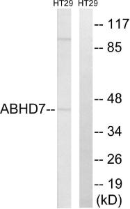 Anti-ABHD7 antibody