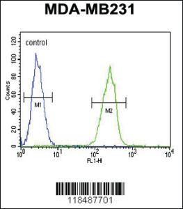 Anti-SERPINA7 Rabbit Polyclonal Antibody