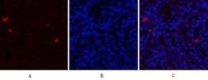 Immunofluorescence analysis of rat spleen tissue using Anti-Estrogen Receptor-alpha Antibody (red) at 1:200 (4°C overnight). Cy3 labelled secondary antibody was used at 1:300 (RT 50min). Panel A: Target. Panel B: DAPI. Panel C: Merge